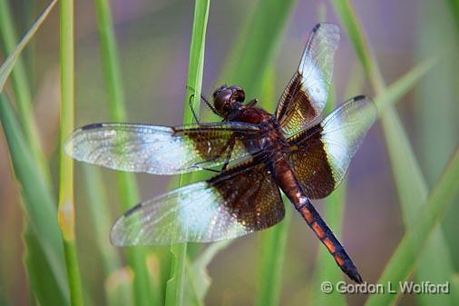 Gordon Wolford Photographyontariocentral Ontariobugs Of Central